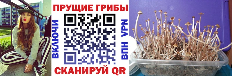 mega маркетплейс  Суворов  Галлюциногенные грибы Psilocybe 